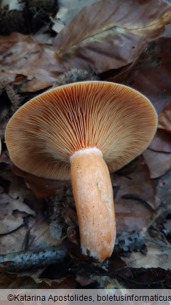 Lactarius semisanguifluus