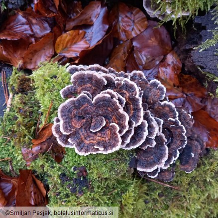 Trametes versicolor