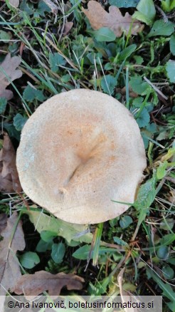 Lactarius deterrimus