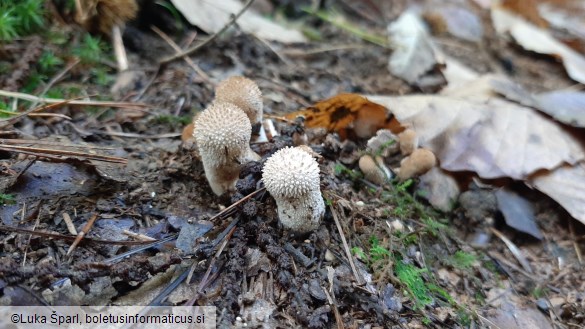 Lycoperdon perlatum