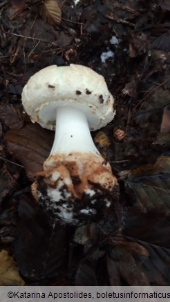 Amanita citrina