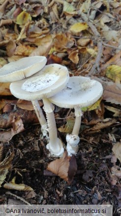 Amanita phalloides