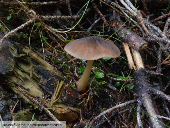 Pluteus roseipes