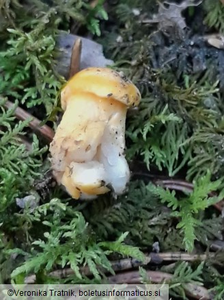 Cantharellus cibarius