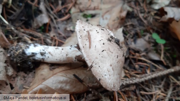 Agaricus silvicola