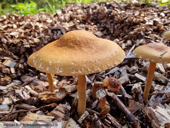 Agrocybe pediades