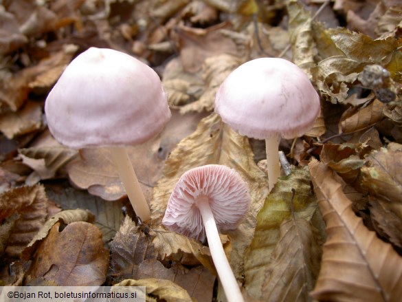 Mycena rosea