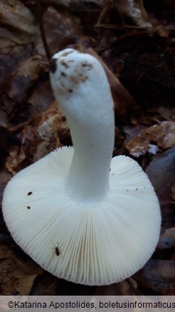 Russula rosea