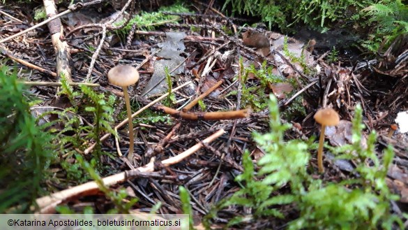 Mycena aurantiomarginata