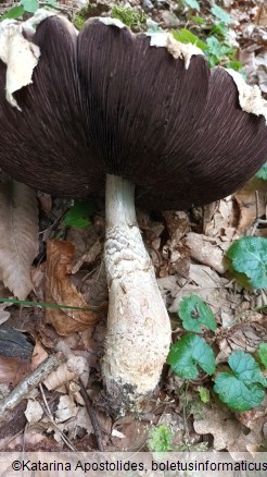 Agaricus augustus