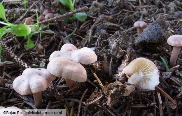 Rugosomyces carneus