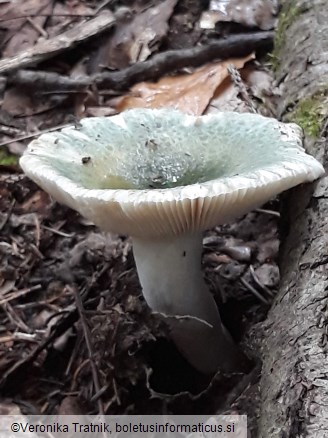 Russula virescens