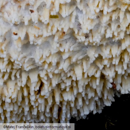 Xylodon radula