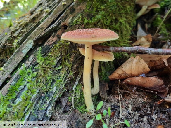 Tricholomopsis flammula