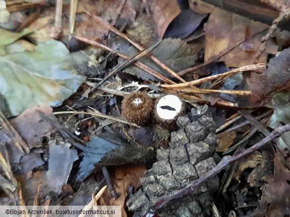 Cyathus striatus