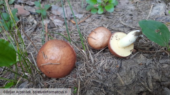 Suillus granulatus