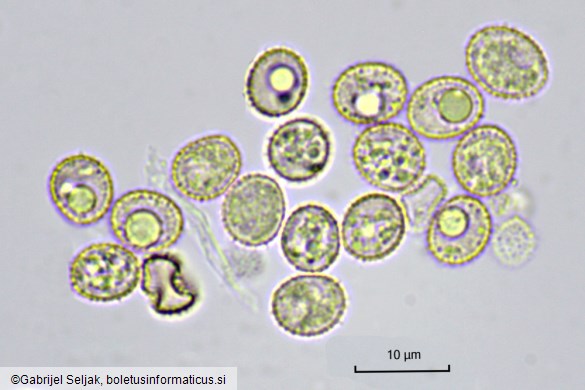 Crepidotus cesatii