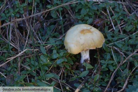 Psilocybe coronilla