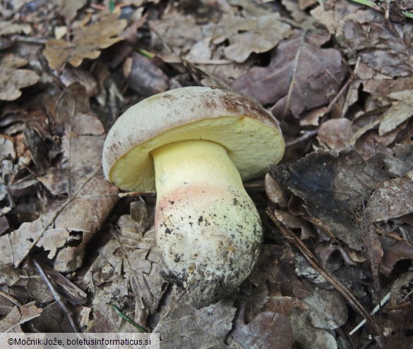 Butyriboletus fechtneri