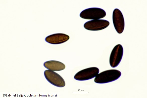 Biscogniauxia mediterranea