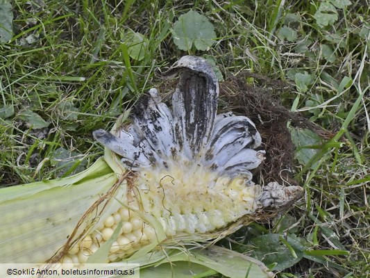 Mycosarcoma maydis