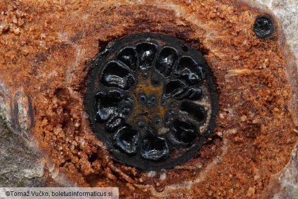 Lopadostoma dryophilum