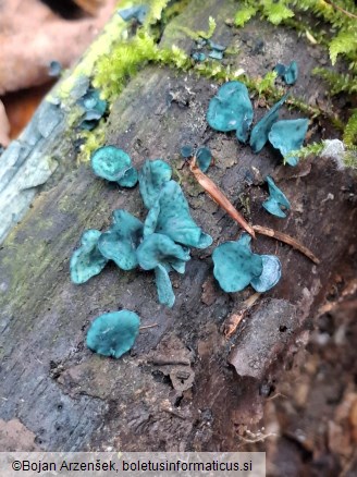 Chlorociboria aeruginascens