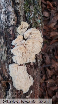 Irpiciporus pachyodon