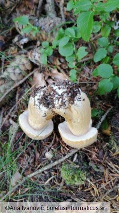 Tylopilus felleus