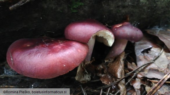 Russula