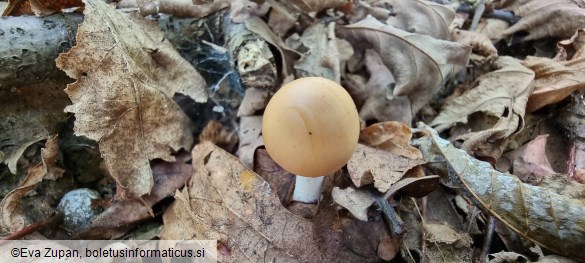 Amanita subnudipes