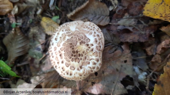 Lepiota aspera