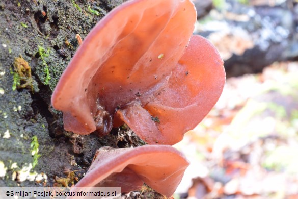 Auricularia auricula-judae