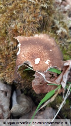 Polyporus ciliatus