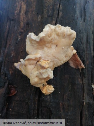 Laetiporus sulphureus