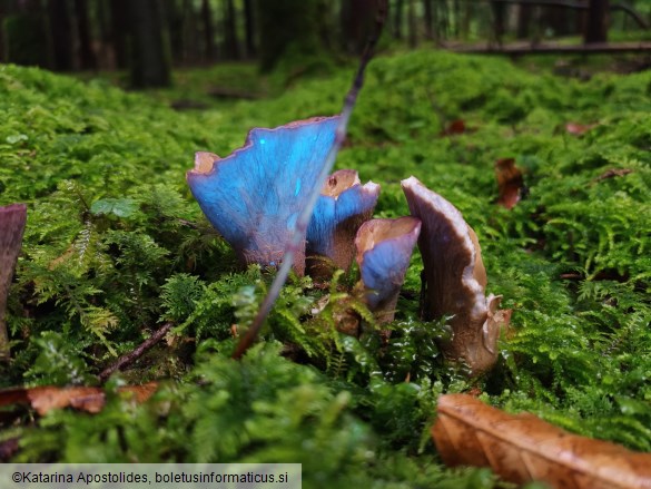 Gomphus clavatus
