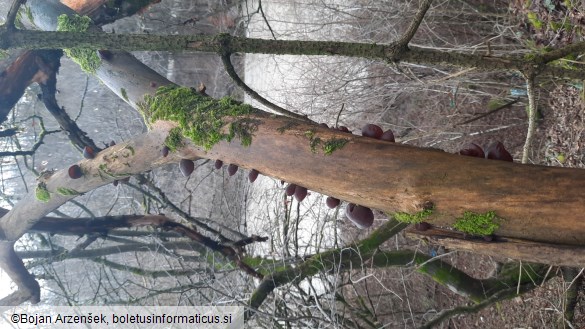 Auricularia auricula-judae