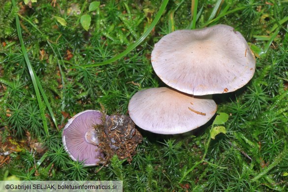Cortinarius camphoratus
