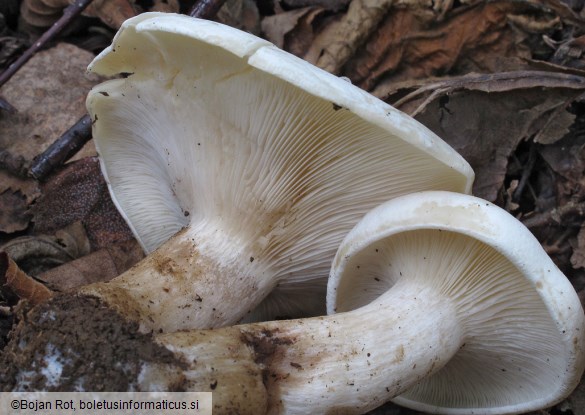 Lepista ricekii
