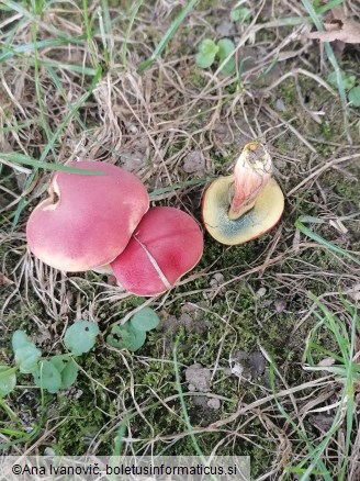 Rheubarbariboletus armeniacus