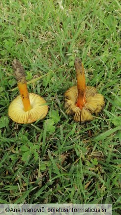 Hygrocybe conica