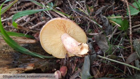 Tricholomopsis rutilans