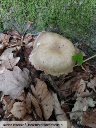 Megacollybia platyphylla