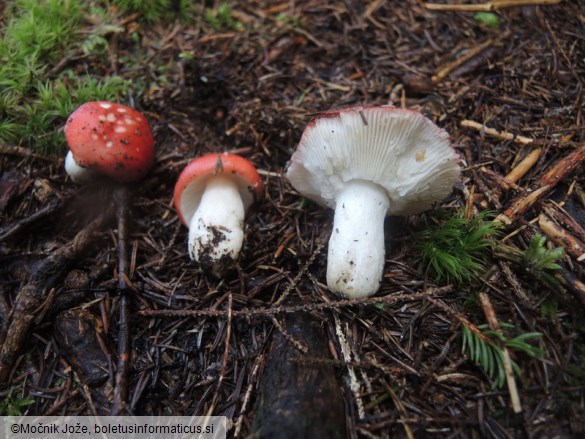 Russula hydrophila