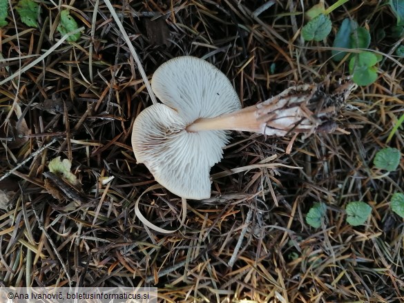 Collybia butyracea