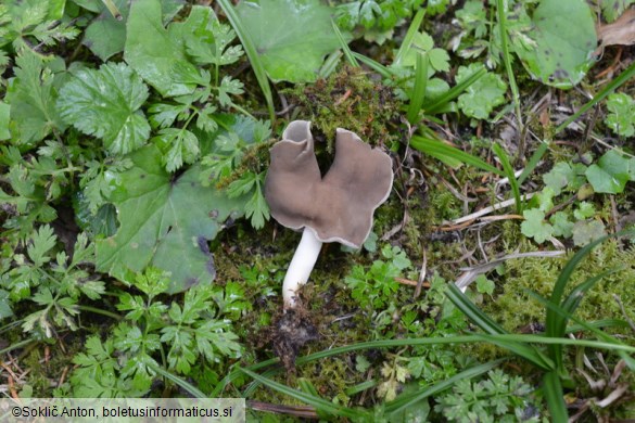 Helvella albella
