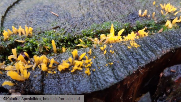 Calocera cornea