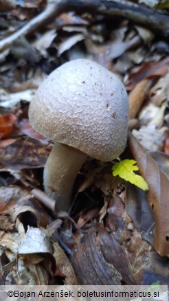 Cortinarius caperatus