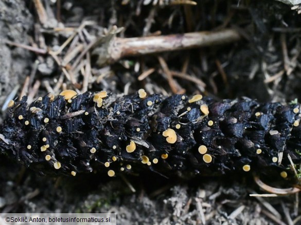 Hymenoscyphus lutescens