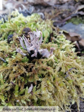 Xylaria hypoxylon